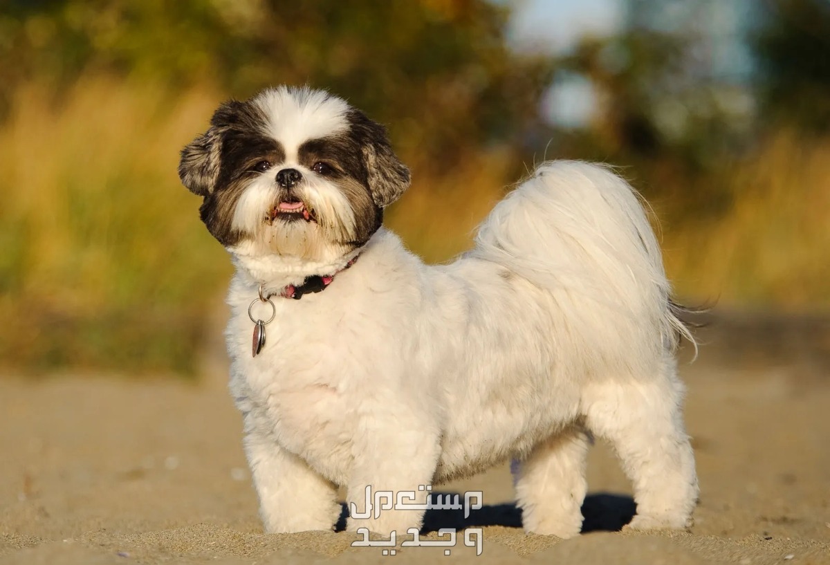 تعرف على أنواع كلاب لطيفه للتربية المنزلية في جيبوتي كلب شيه تزو