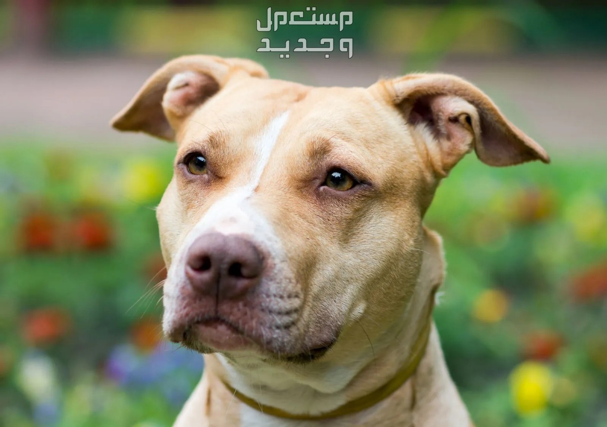 تعرف على عيوب كلاب البيتبول في البحرين كلب البيتبول