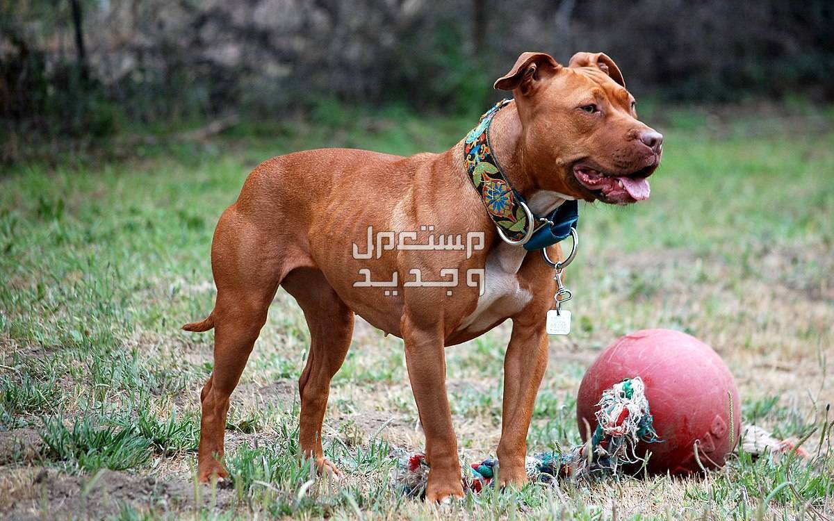 تعرف على عيوب كلاب البيتبول في البحرين كلب البيتبول