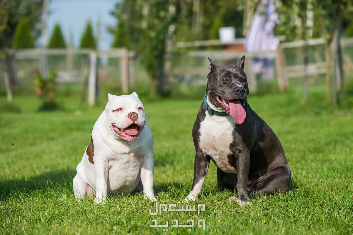 تعرف على عيوب كلاب البيتبول في البحرين كلاب البيتبول