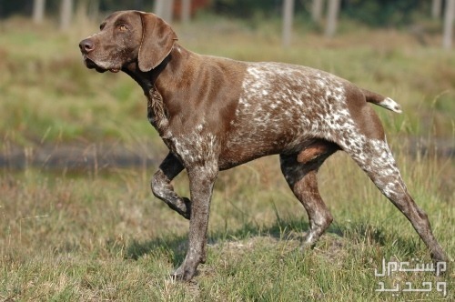 تعرف على أشهر انواع الكلاب الالمانية في تونس الكلب الألماني ذو الشعر القصير بوينتر