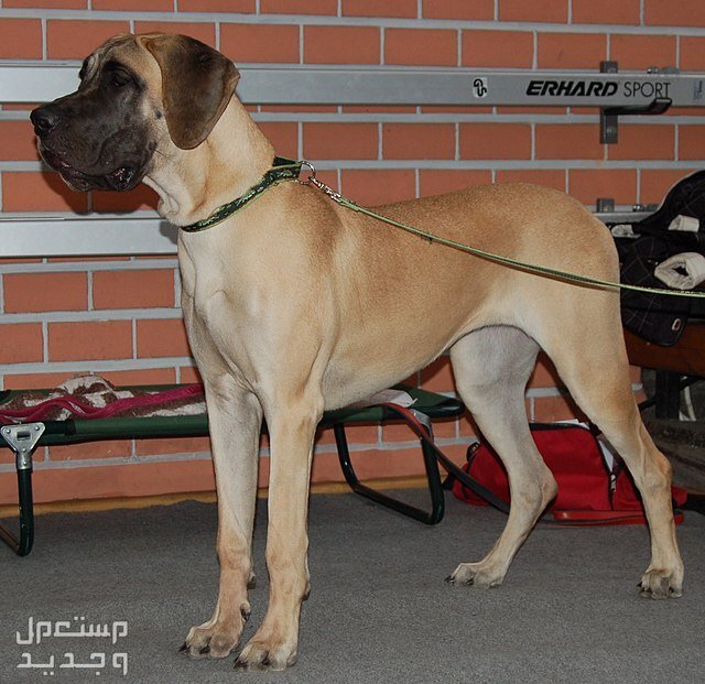 تعرف على أشهر انواع الكلاب الالمانية في تونس الكلب الدنماركي العظيم