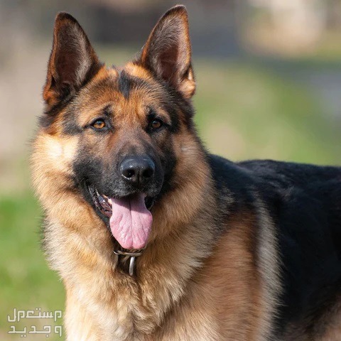 تعرف على أشهر انواع الكلاب الالمانية في تونس كلب جيرمن شيبرد