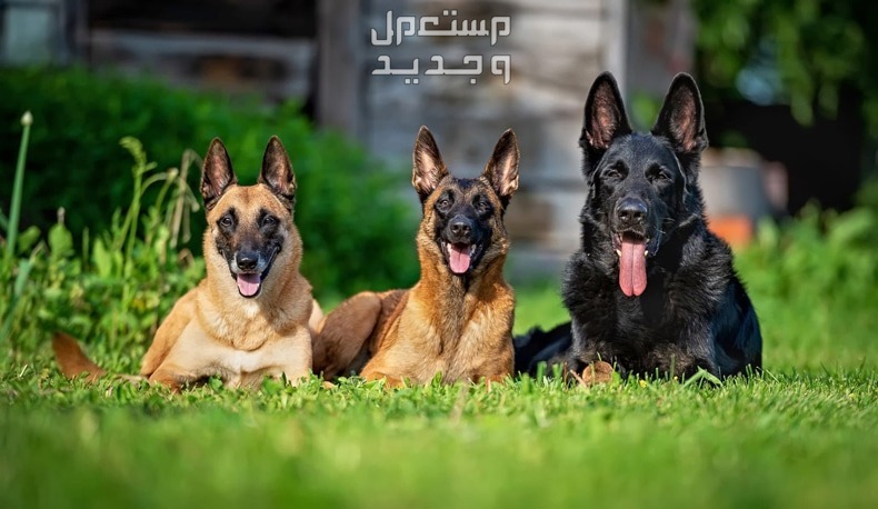 تعرف على أشهر انواع الكلاب الالمانية في تونس كلاب ألمانية