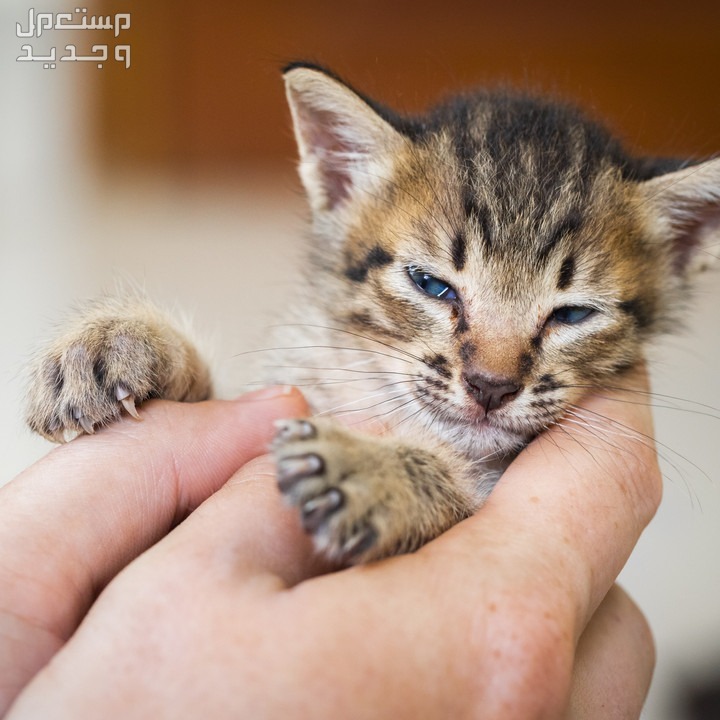 تعلم كيفية رعاية قطط بعمر اسبوعين بطريقة صحيحة في العراق قطط بعمر اسبوعين