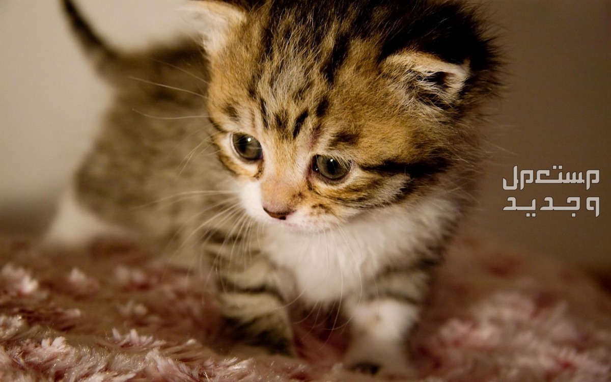 تعلم كيفية رعاية قطط بعمر اسبوعين بطريقة صحيحة في السعودية قطط بعمر اسبوعين