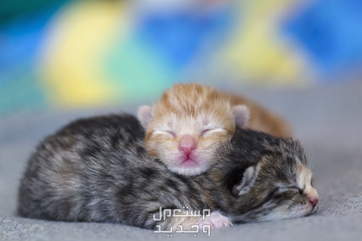 تعلم كيفية رعاية قطط بعمر اسبوعين بطريقة صحيحة في عمان قطط بعمر اسبوعين