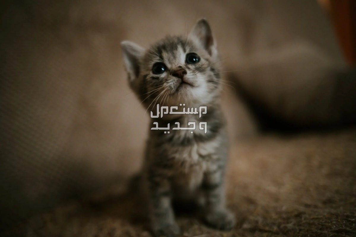 تعلم كيفية رعاية قطط بعمر اسبوعين بطريقة صحيحة في عمان قطط بعمر اسبوعين