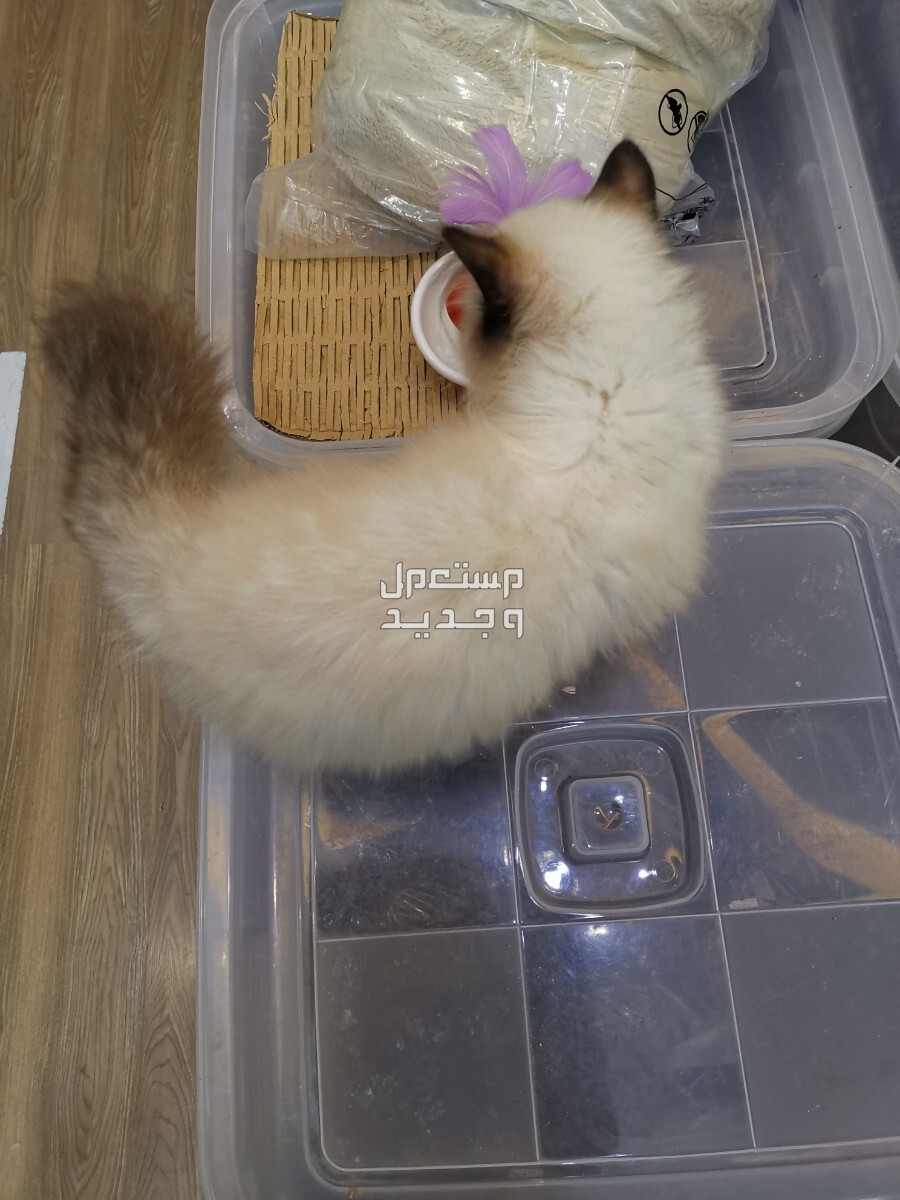قطة هيمالايا  في جدة بسعر 600 ريال سعودي