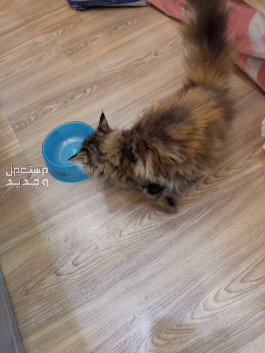 قطة شيرازي في جدة بسعر 300 ريال سعودي