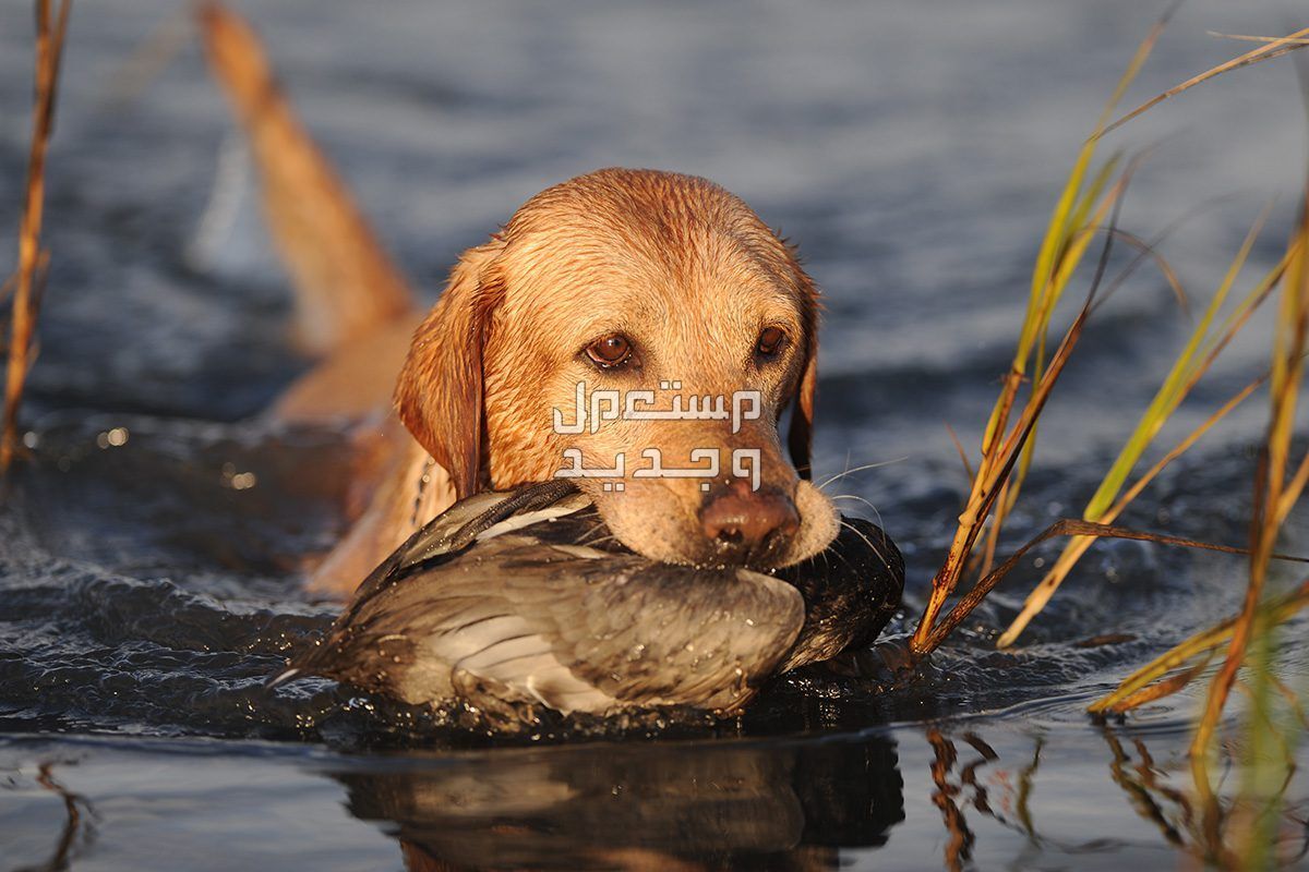 تعرف على افضل كلاب للصيد في البحرين كلب صياد