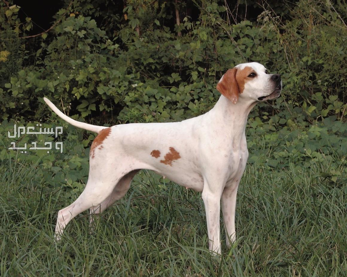 تعرف على افضل كلاب للصيد في عمان كلب بوينتر انجليزي