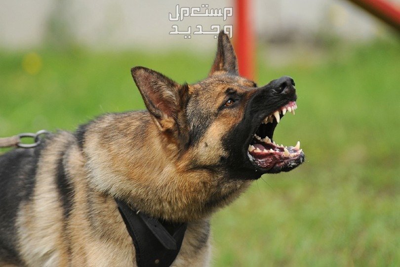 شاهد صور كلاب مفترسه وتعرف على أخطر الأنواع في السودان كلب شرس