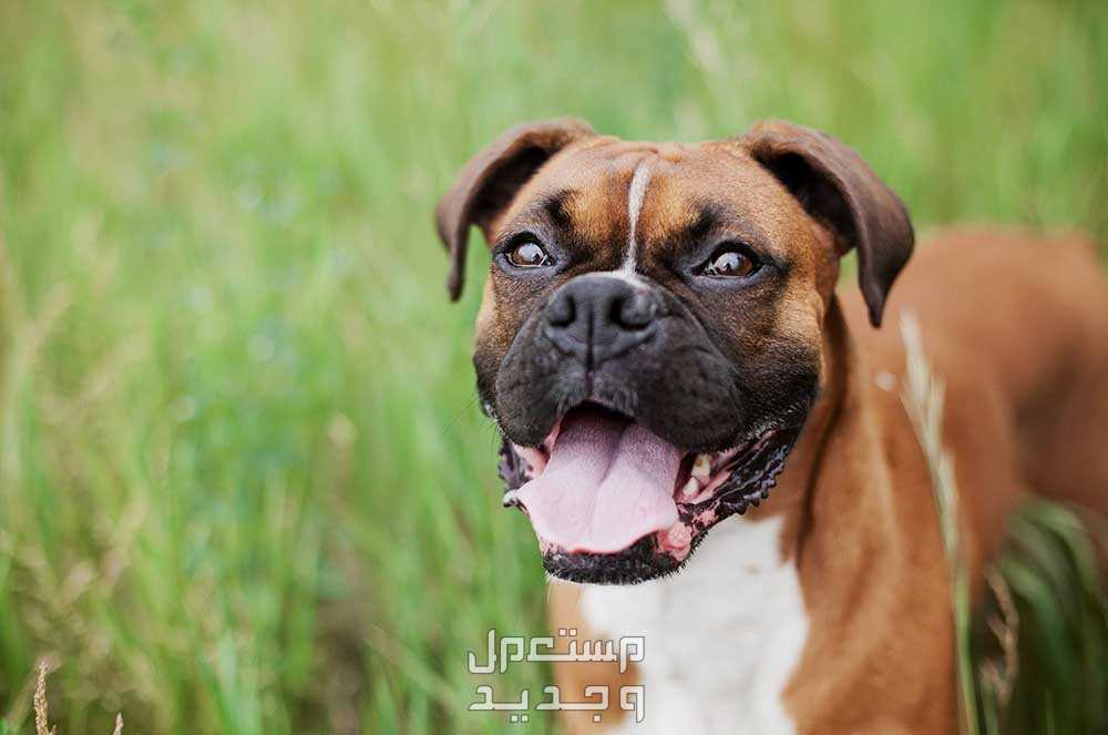 شاهد صور كلاب مفترسه وتعرف على أخطر الأنواع في مصر كلب بوكسر