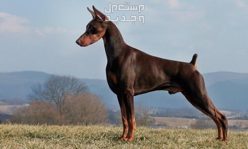 شاهد صور كلاب مفترسه وتعرف على أخطر الأنواع في تونس كلب دوبرمان