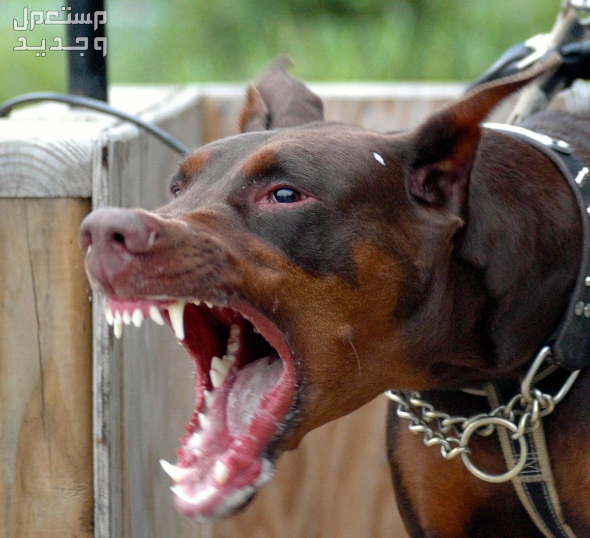 شاهد صور كلاب مفترسه وتعرف على أخطر الأنواع كلب قوي ومفترس