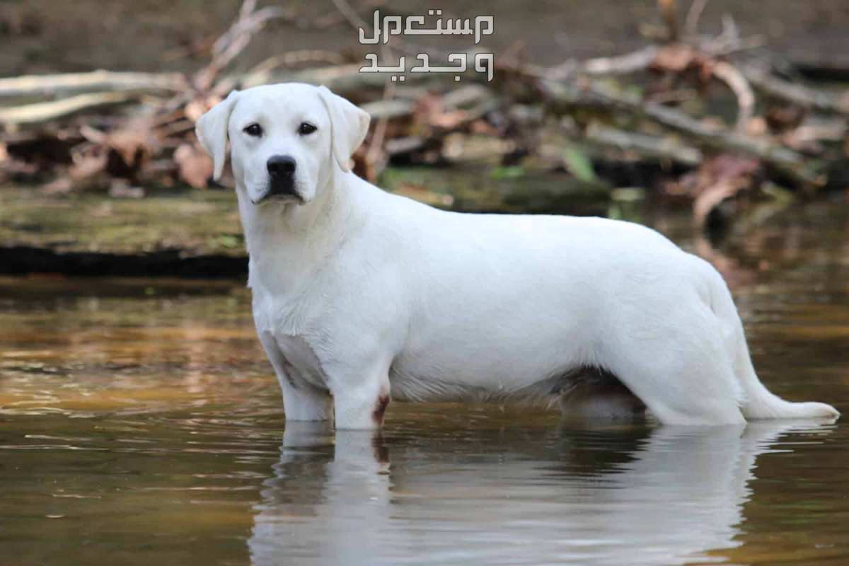 شاهد كلب لابرادور ابيض وتعرف على أهم مميزاته في الجزائر كلب لابرادور ابيض