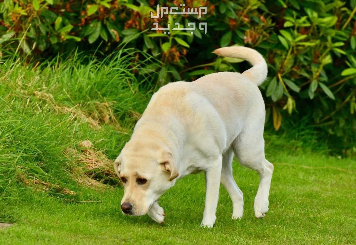 شاهد كلب لابرادور ابيض وتعرف على أهم مميزاته في الجزائر كلب لابرادور ابيض