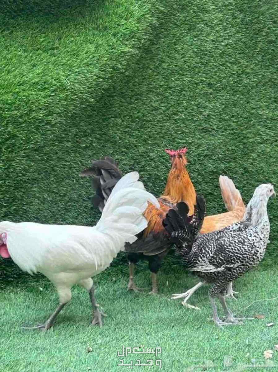 2ديك 2 دجاج