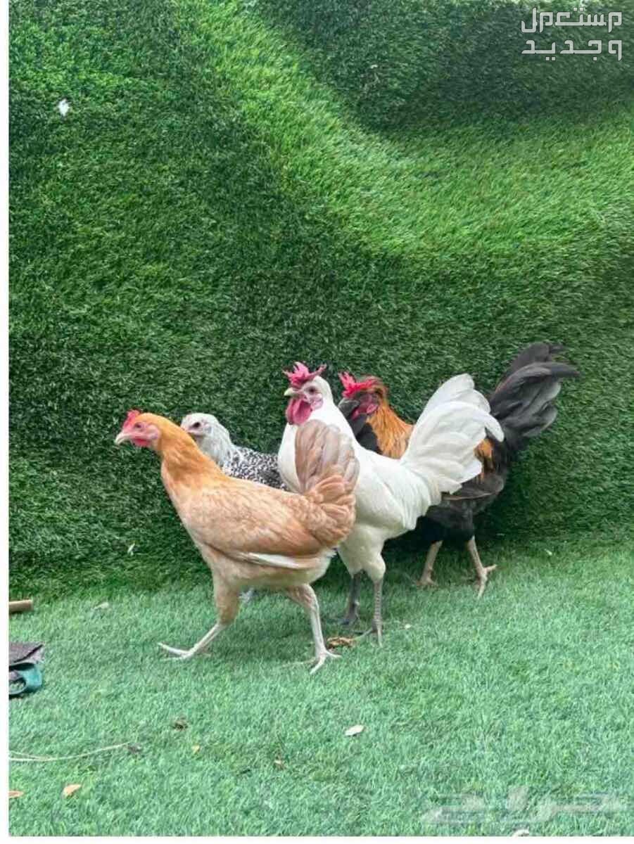 2ديك 2 دجاج