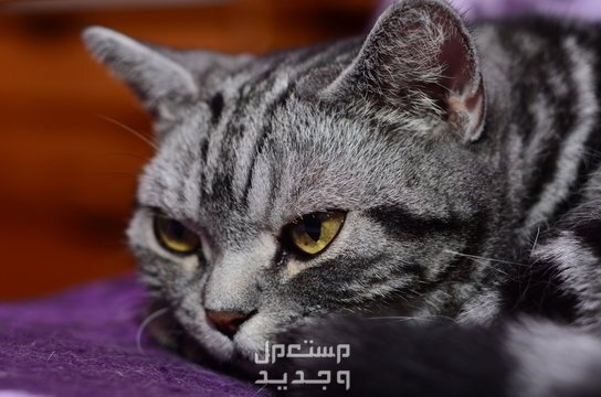 تعرف على سعر قطط سكوتش ستريت في عمان قط سكوتش ستريت