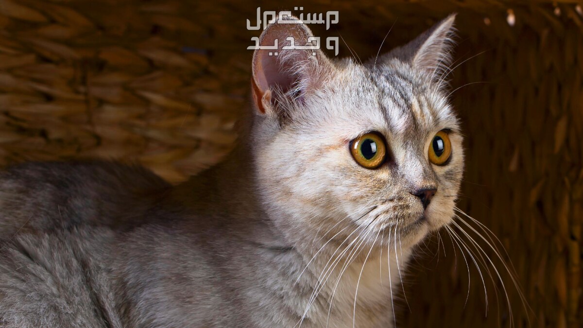 تعرف على سعر قطط سكوتش ستريت في الأردن قط سكوتش ستريت