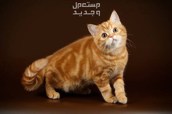 تعرف على سعر قطط سكوتش ستريت في الأردن قط سكوتش ستريت