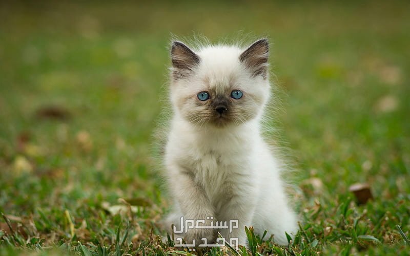 تعلم كيفية الرعاية الصحيحة بـ قط راغدول صغير في مصر قط راغدول صغير