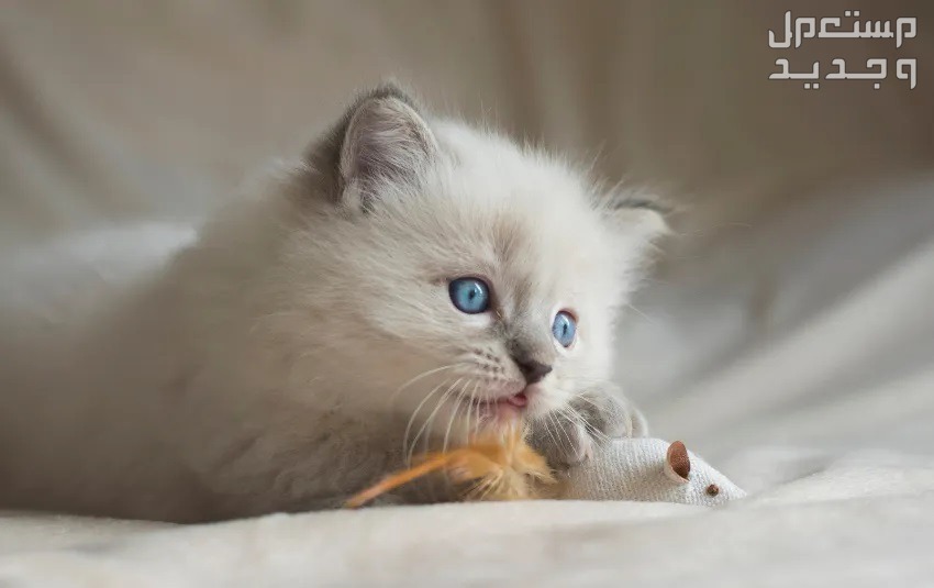 تعلم كيفية الرعاية الصحيحة بـ قط راغدول صغير في اليَمَن قط راغدول صغير