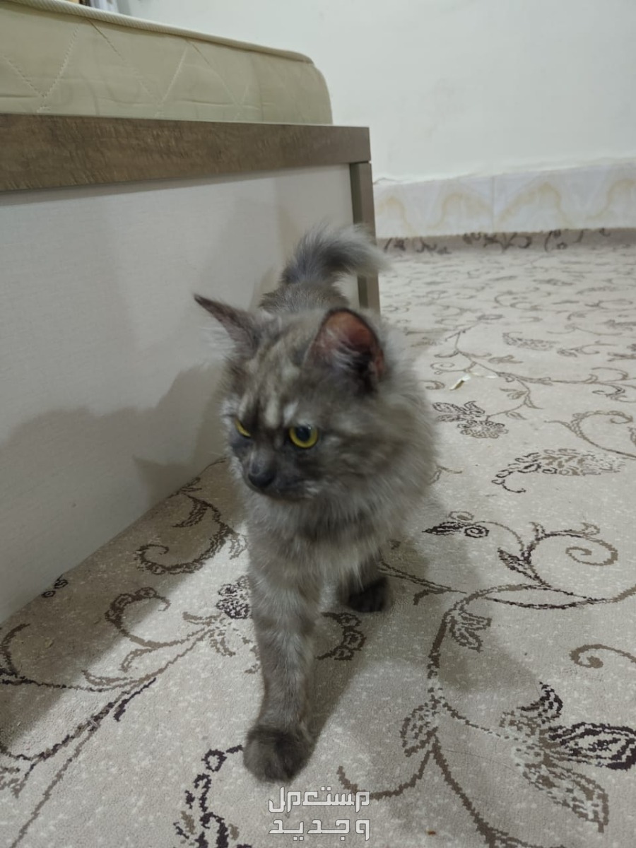 قطط شيرازي للتبني في جدة