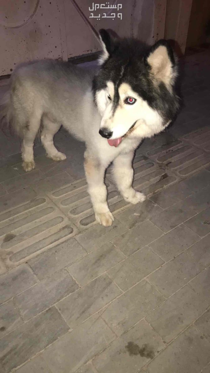 كلب  في الرياض بسعر 700 ريال سعودي كلب هاسكي للبيع العمر 4 شهور
