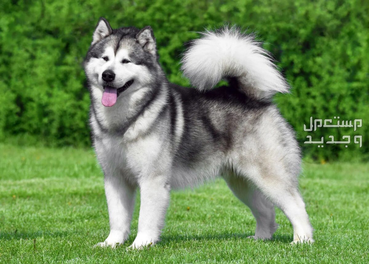 تعرف على اقوى 10 كلاب في العالم في لبنان مالموت ألاسكا