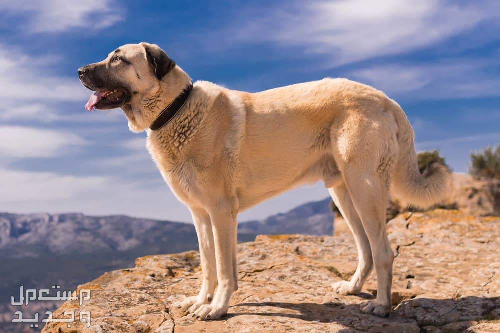 تعرف على اقوى 10 كلاب في العالم في لبنان الكانجال