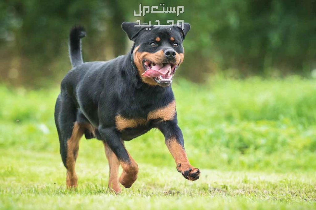 تعرف على اقوى 10 كلاب في العالم في لبنان روت وايلر