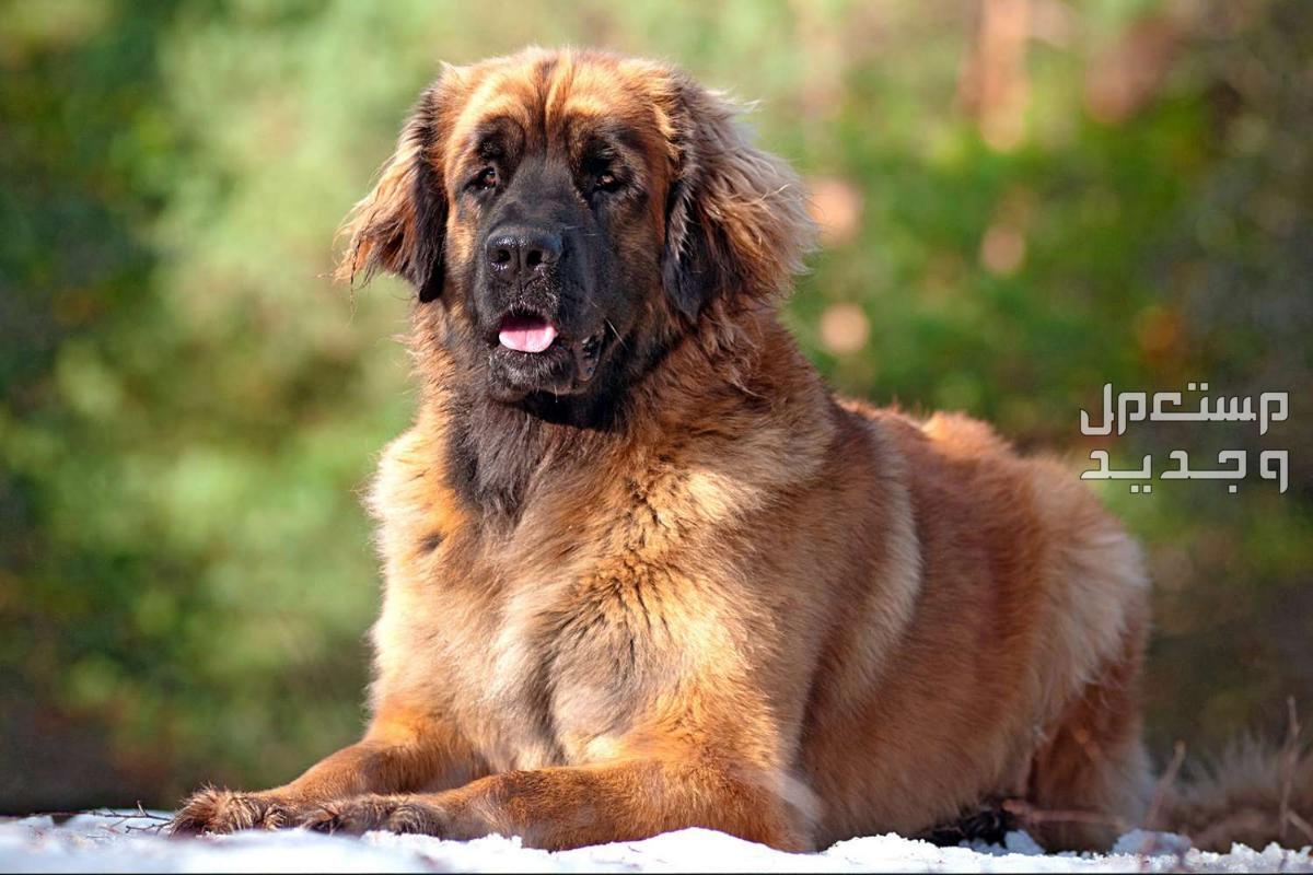 تعرف على اقوى 10 كلاب في العالم في لبنان ليونبيرجير