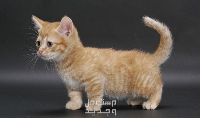 قط منشكن صاحب الأرجل القصيرة - تعرف عليه قط منشكن