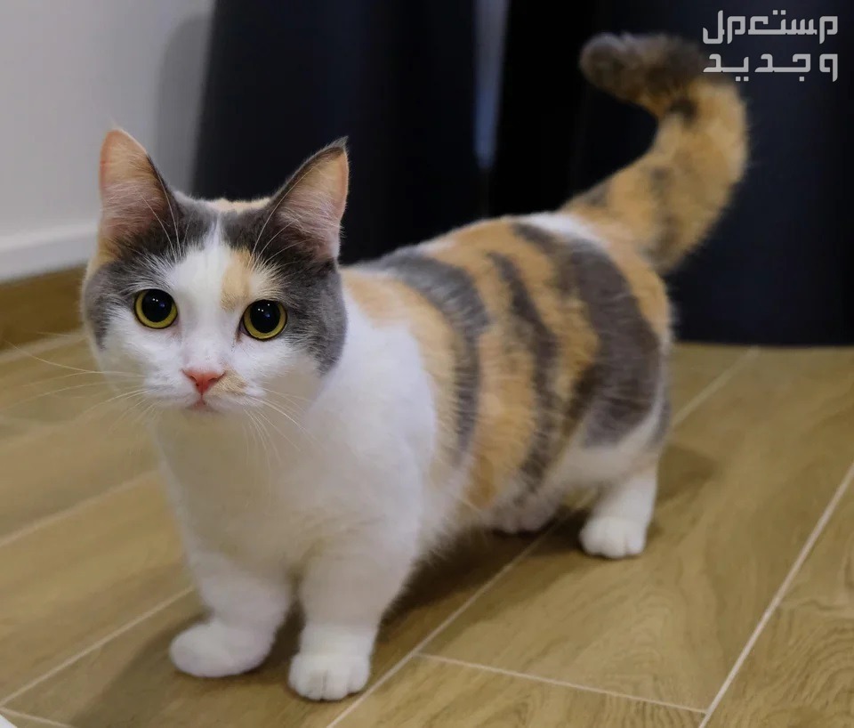 قط منشكن صاحب الأرجل القصيرة - تعرف عليه قط منشكن