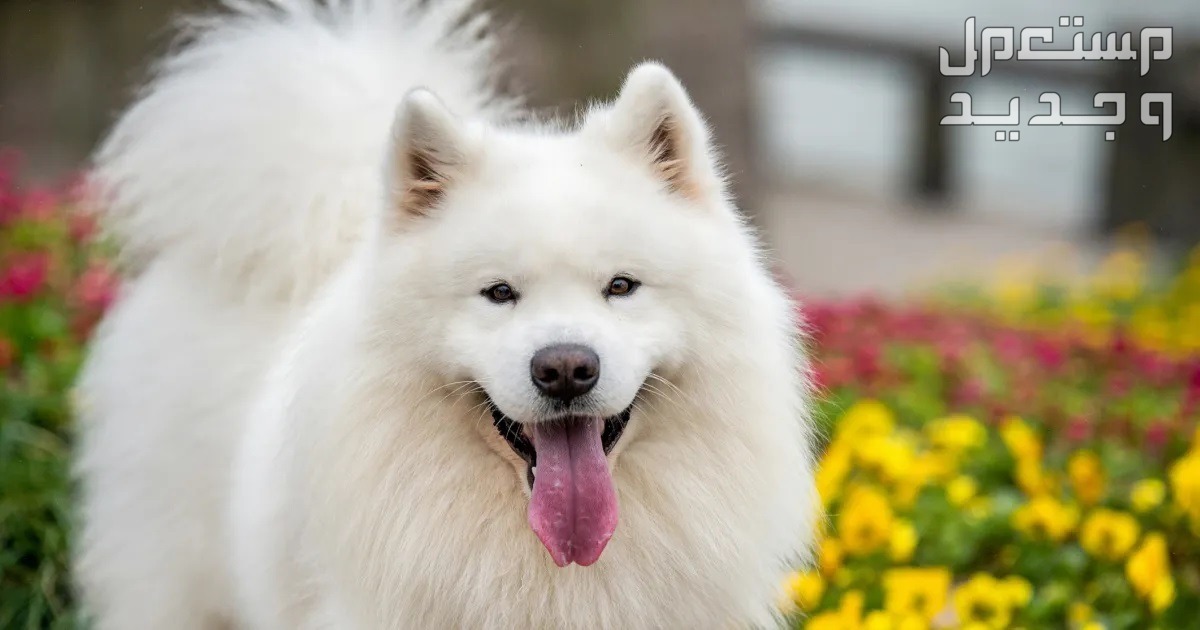 تعرف على كلب روسي ابيض من سلالة سامويد في قطر كلب سامويد