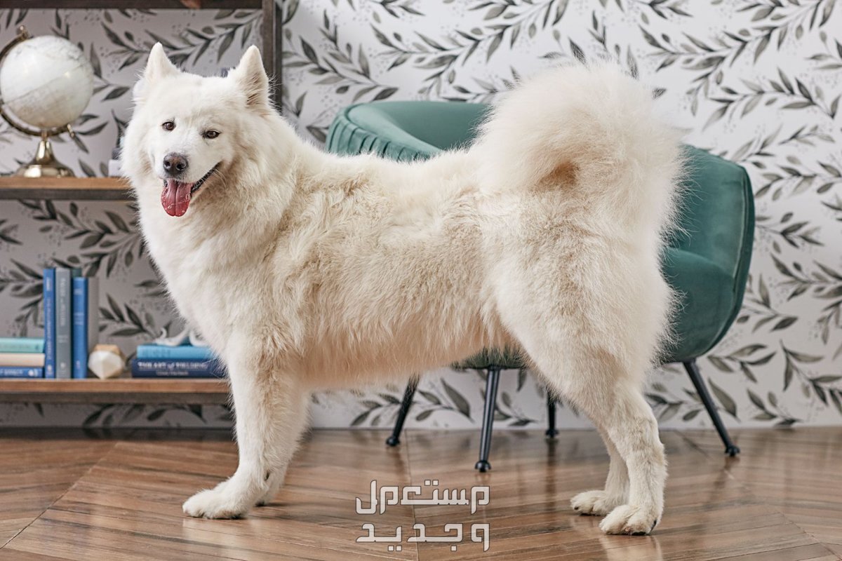 تعرف على كلب روسي ابيض من سلالة سامويد في جيبوتي كلب سامويد