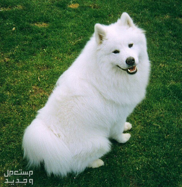 تعرف على كلب روسي ابيض من سلالة سامويد في الأردن كلب سامويد