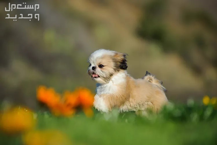 شاهد كلاب صينية صغيرة وتعرف عليها كلب الإمبراطور الصيني