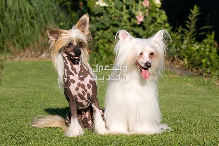 شاهد كلاب صينية صغيرة وتعرف عليها في السعودية الكلب الصيني المتوج