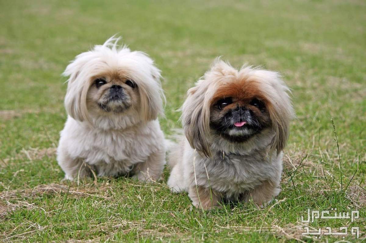شاهد كلاب صينية صغيرة وتعرف عليها في السعودية كلاب صينية صغيرة