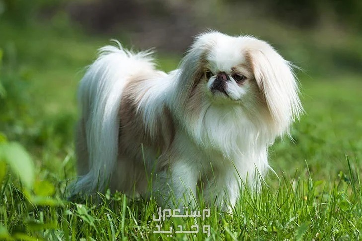 شاهد كلاب صينية صغيرة وتعرف عليها في السعودية كلب تشين الياباني