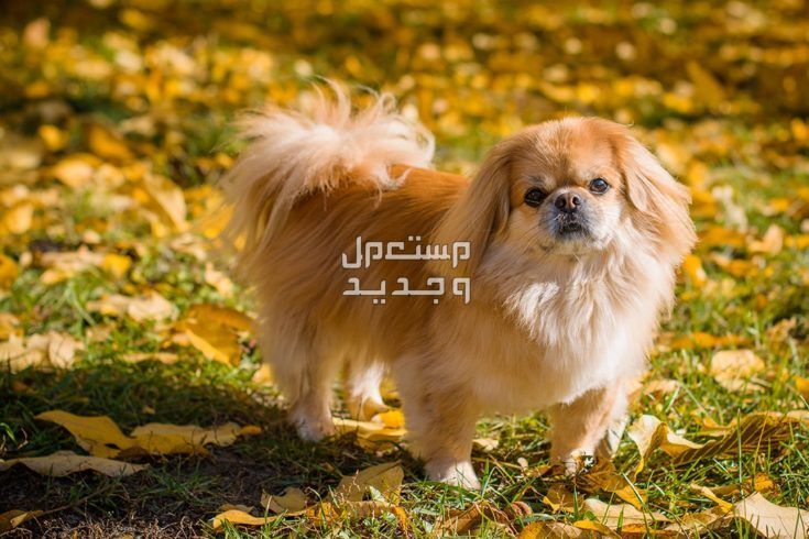 شاهد كلاب صينية صغيرة وتعرف عليها في السعودية كلب بيكينيز