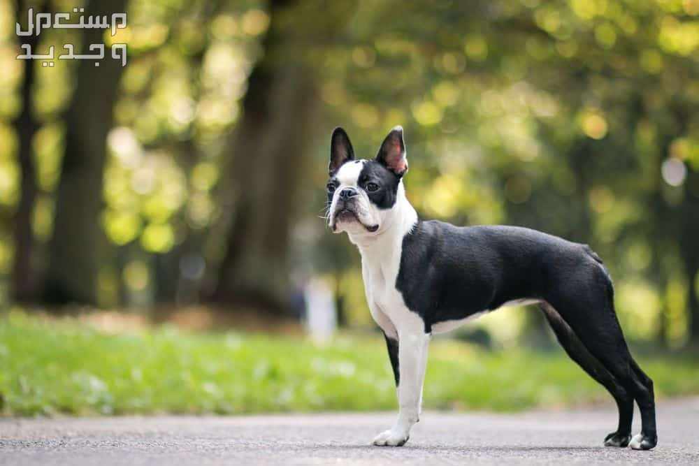 تعرف على أفضل 10 كلاب لطيفة صغيرة في جيبوتي كلب بوسطن تيرير