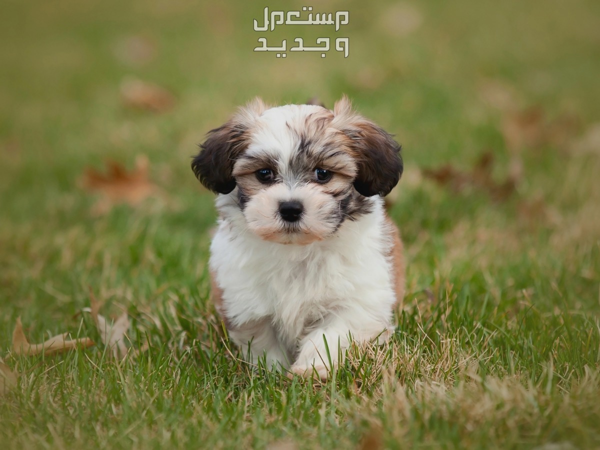 تعرف على أفضل 10 كلاب لطيفة صغيرة في البحرين كلب صغير