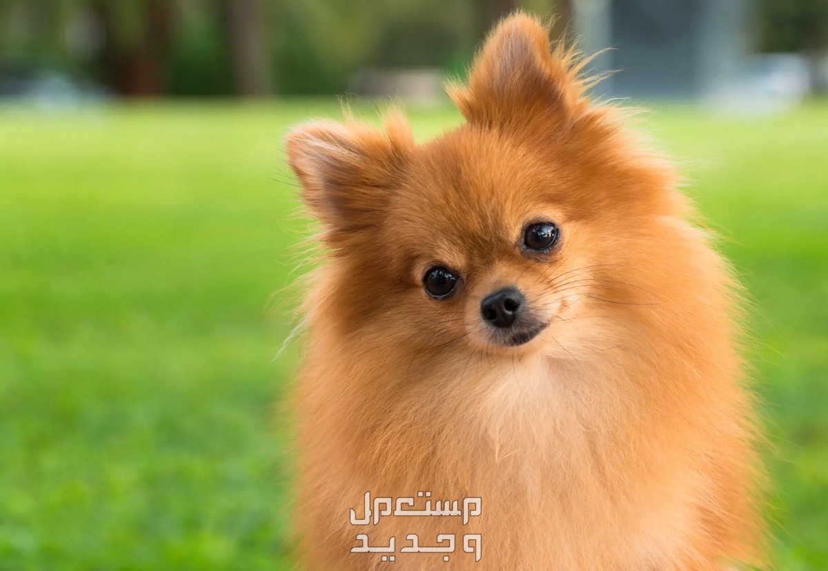 تعرف على أفضل 10 كلاب لطيفة صغيرة في البحرين كلب بومرينيان