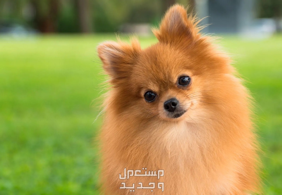 تعرف على أفضل 10 كلاب لطيفة صغيرة كلب بومرينيان