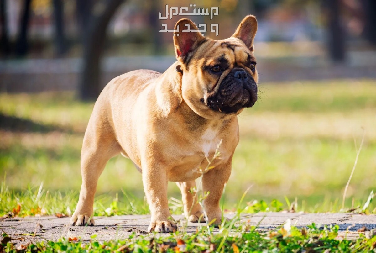 تعرف على أفضل 10 كلاب لطيفة صغيرة في البحرين كلب البولدوغ الفرنسي